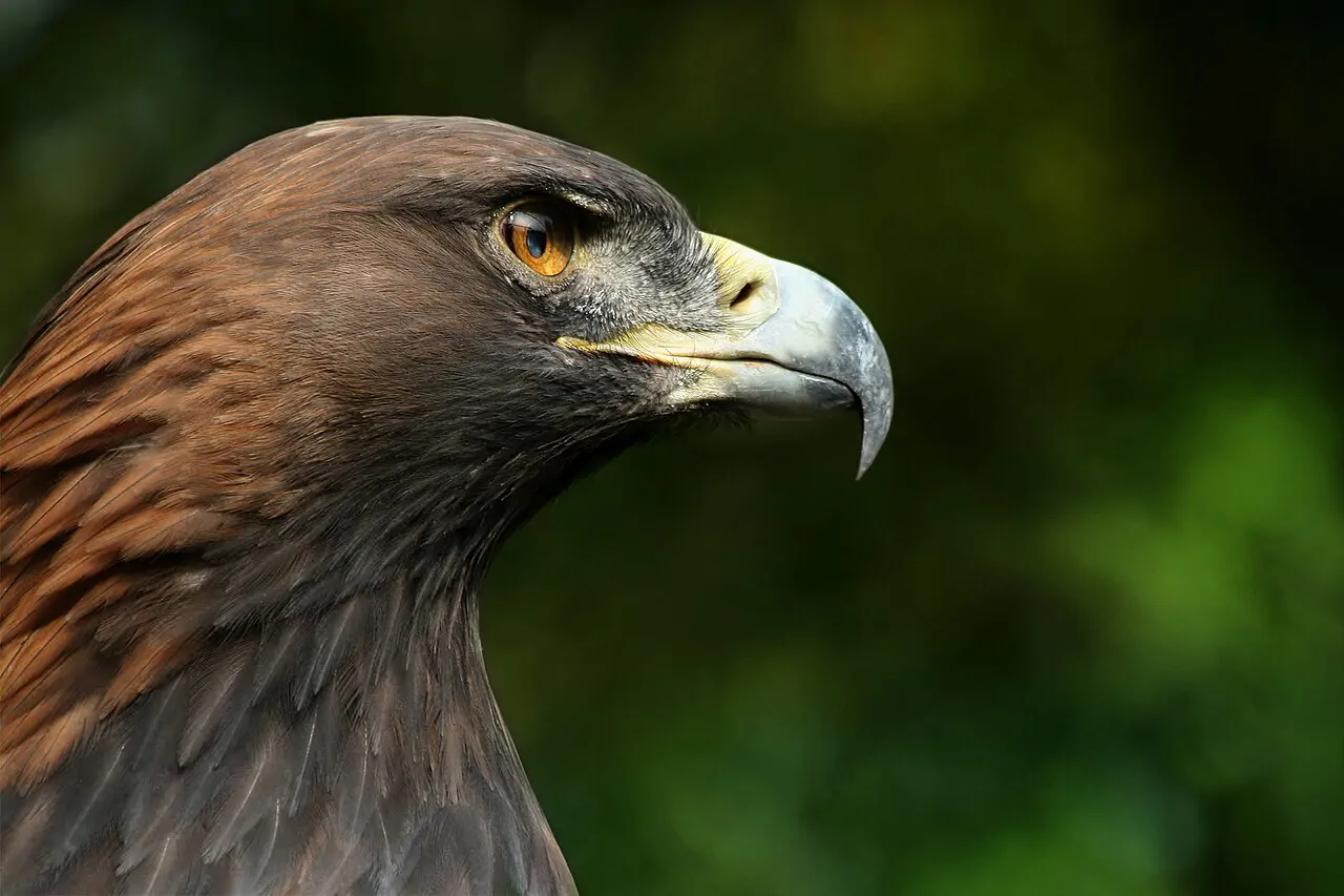 Uccelli, fra la fauna che si osserva nel Parco Nazionale d'Abruzzo