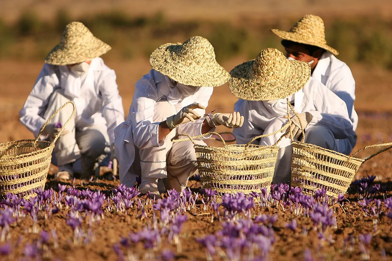 Fiori di zafferano, coltivati sull'altopiano di Navelli